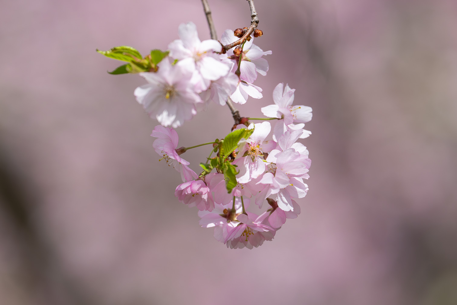Spring in Pink